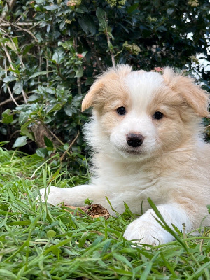 De L'arche De Molly - Border Collie - Portée née le 06/12/2022